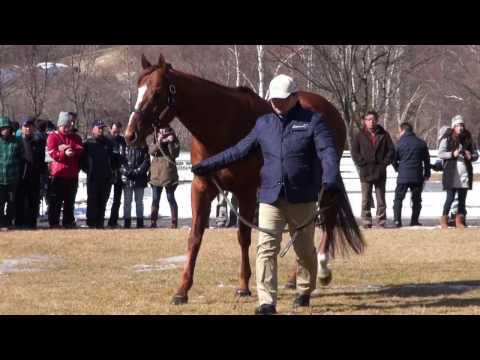 ハクサンムーン(Hakusan Moon) - レックススタッド種牡馬展示会2017