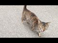 The Stray Cat Meows Loudly Because It Is Very Hungry
