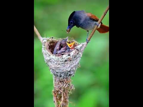 Beautiful nature | beautiful birds | love each other’s ❣️❣️❣️❣️ #ytshorts  #trending #shorts #birds