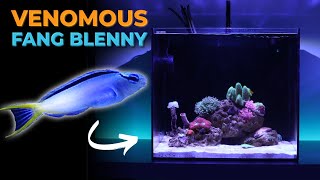 Ep. 11 Introducing VENOMOUS Blue Head Fang Blenny & Coco Worm Crown Update | Blue Reef Tank