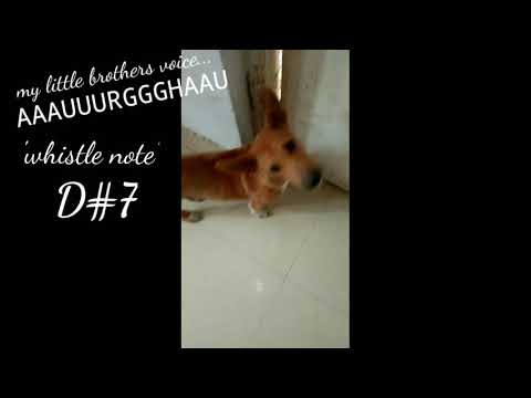My little dog hates Whistle Voice (My Dog Reacts to My Whistle Voice)