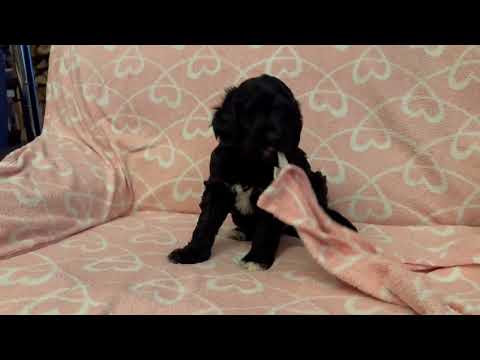 Portugiesischer Wasserhund Welpe kaufen