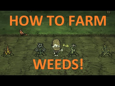 DST Tutorial: How to farm weeds! (Reap What you Sow update)