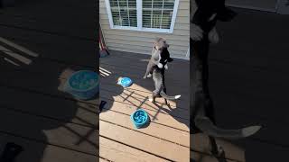 Video preview image #1 Mutt Puppy For Sale in Holly Springs, NC, USA