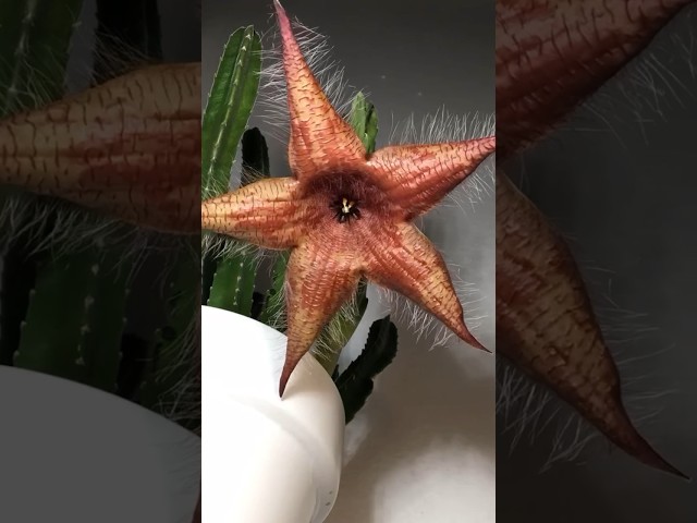 Vídeo relacionado con Stranger Things Demogorgon Flower Logo Manga Larga