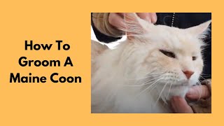 How To Groom A Maine Coon Cat - Belly Clip