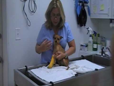 small dog blood draw restraint