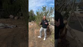 Oleanders are no fun. #construction #luxuryhomes #realestate #shorts #oleander