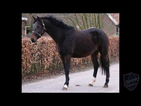 2010 STER EPTM Mare by ZHIVAGO x SCANDIC x METALL in foal to SORENTO