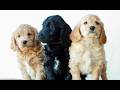Mini Goldendoodle dogs for sale: Benji  - Video 1