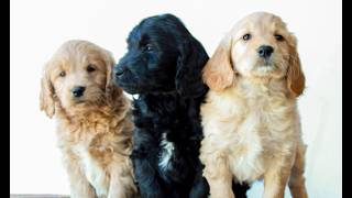 Video preview image #1 Goldendoodle (Miniature) Puppy For Sale in LITITZ, PA, USA