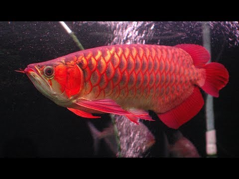 The Arowana Fish (Top aquarium tank)