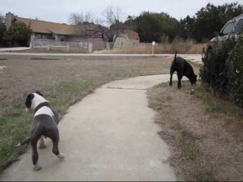 Dogs that like to get down (Evil Nine featuring AESOP ROCK)