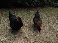 Black Sex Link Hens For Backyard Flocks Eggs And Pets