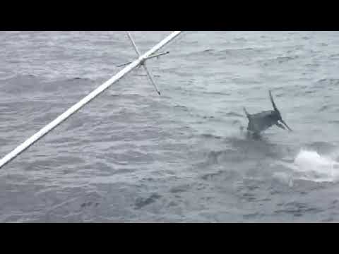 Te gekke video 💪Hafid Released Blauwe Marlijn in 3 min - Cavalier & Blue Marlin Sport Fishing Gran Canaria