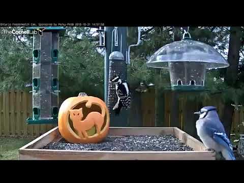 Hairy Woodpecker and Blue Jay Face Off On Platform – Oct. 31, 2018