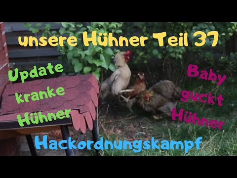 unsere Hühner Teil 37: Update kranke Hühner, Baby beobachtet Hühner, Hackordnungskampf (Videoende)