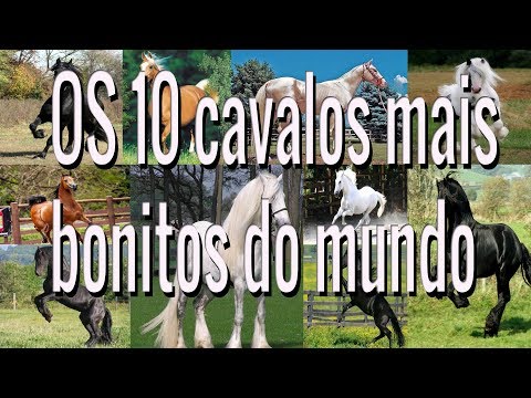 Os 10 cavalos mais bonitos do mundo