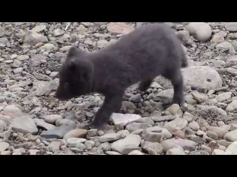Playing with arctic fox cub at Heydalur, Westfjords, Iceland