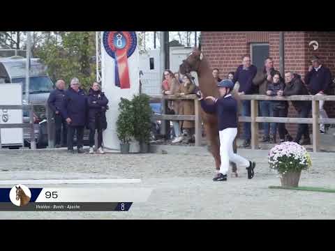 HP Villeroy (Vivaldon x Bonds x Apache)