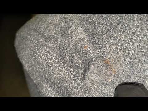 Bed Bugs Found in Apartment in Neptune, NJ