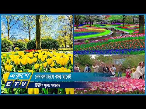 নেদারল্যান্ডসে বসন্ত মানেই টিউলিপ ফুলের সমারোহ | ETV News