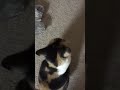 Monkey Low Quality