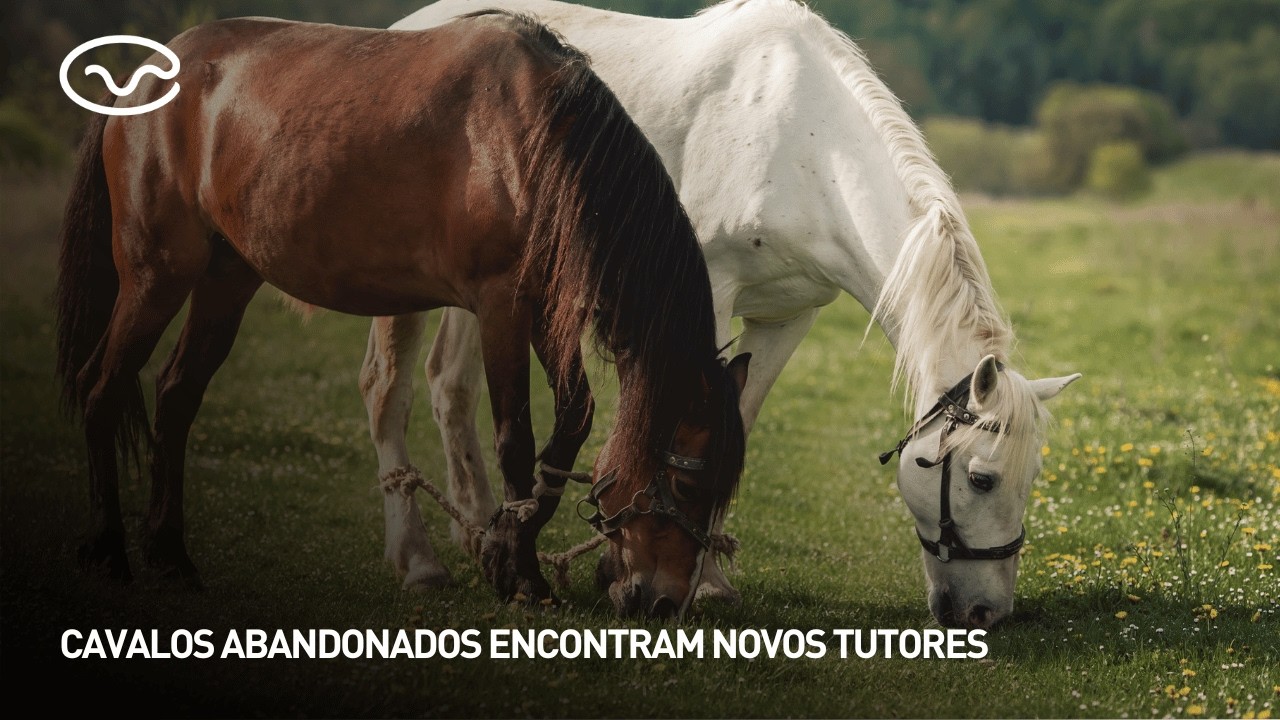 Cavalos abandonados encontram novos tutores