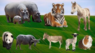 Cute Farm Animals: Hippo, Tiger, Panda, Buffalo, Donkey, Sheep, Mouse – Animal Sounds