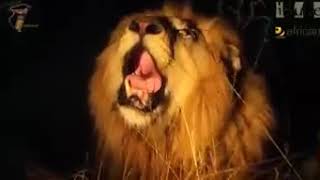 preview picture of video 'Epic lion king roar ever..!!'
