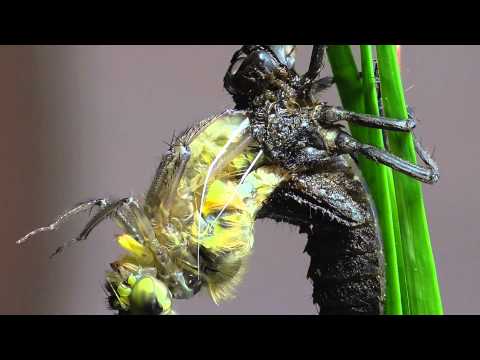 Libelle schlüpft. Vierfleck (Libellula quadrimaculata)