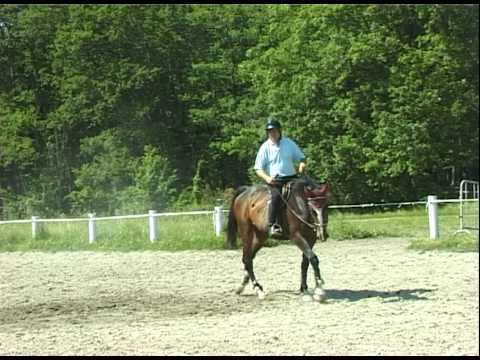 TWENTY (AC 4 ans) 1ères leçons à l'obstacle