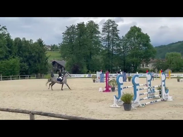 Merrie Andere paarden rassen Te koop 2016 Schimmel