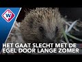 Egelopvang vol met uitgehongerde egeltjes - OMROEP WEST