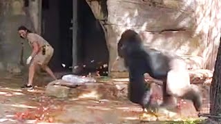 Gorilla vs Zookeepers! - When Animals Fight Back (Vol. 13)