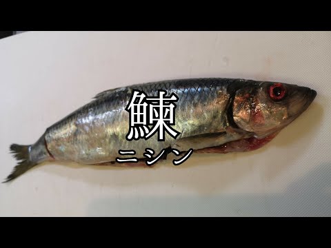 82.【ニシンの捌き方】「3枚卸し」「北海道産」