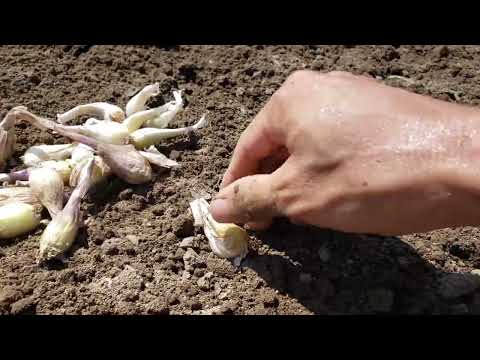 園芸 エシャロット