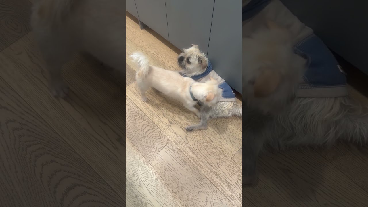 Enlarge Mr. Cutie Hashbrown (Tics), a Adoptable mixed breed in Ridgefield, WA video 6/6