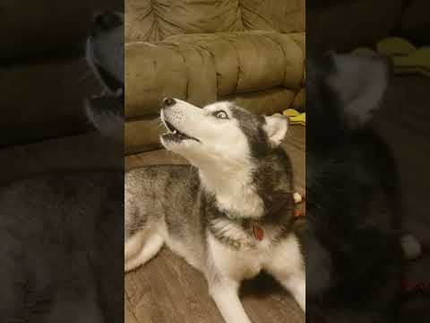 Ollie Pop the Siberian Husky howling