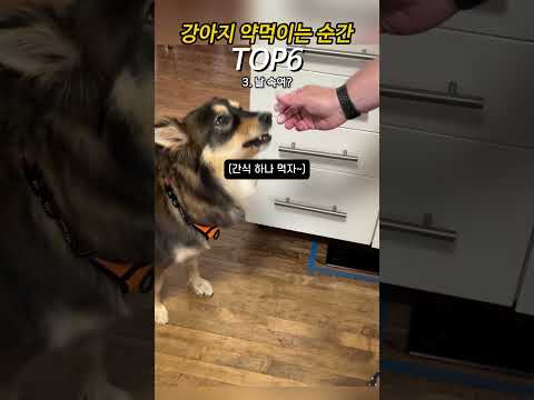 강아지 약먹이는 순간 TOP5
