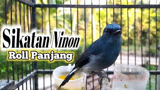 Download lagu SIKATAN NINON GACOR ROLL PANJANG / Burung Sitrun Biru Gacor mp3 Download lagu SIKATAN NINON GACOR ROLL PANJANG / Burung Sitrun Biru Gacor mp3