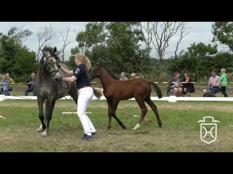 NF249 Stutfohlen von Carthago - Casall - Cassini I