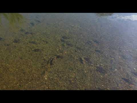 Barbel kiting over gravels :: River Wye :: Home Fishery :: April 2021