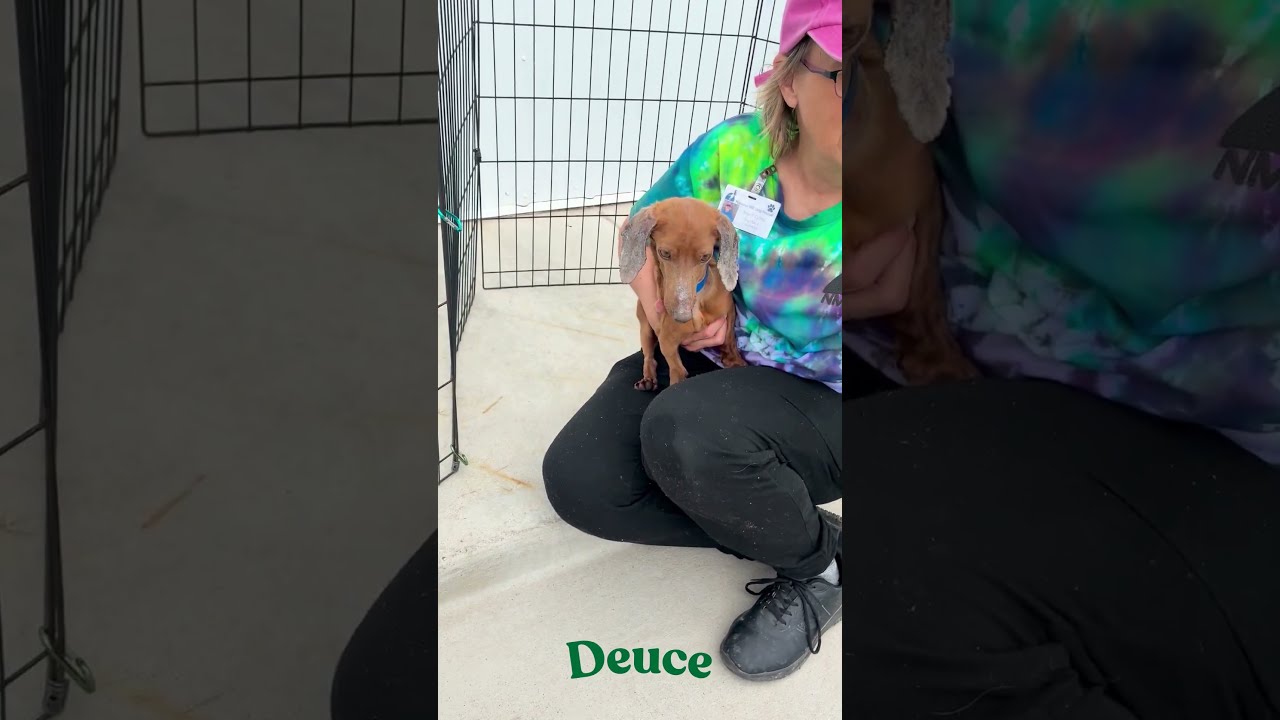 Enlarge Deuce (AP26-10), a Adoptable Dachshund in Peyton, CO video 6/6