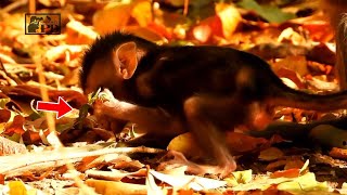 Pitiful Adorable animals wildlife, Skinny Babies Lala is  Trying Play in Forest with Family