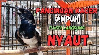 Download lagu kacer ngeplong merangsang kacer lain cepat buka ekor mp3