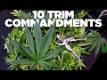 Pruning And Defoliation 101 Top 10 Tips Every Grower Should Know