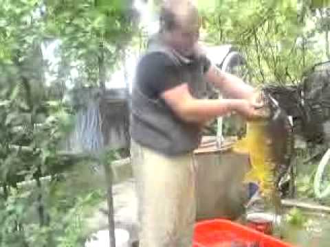 crap din lacul stejeris