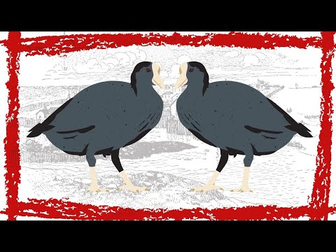 Lyska čierna (Fulica atra) – volania a typický spev