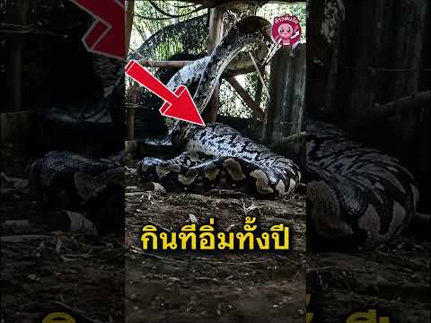 เหตุการณ์ประหลาดของสัตว์ที่ถูกถ่ายไว้ได้ #shorts  #animals